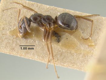 Media type: image;   Entomology 21706 Aspect: habitus lateral view